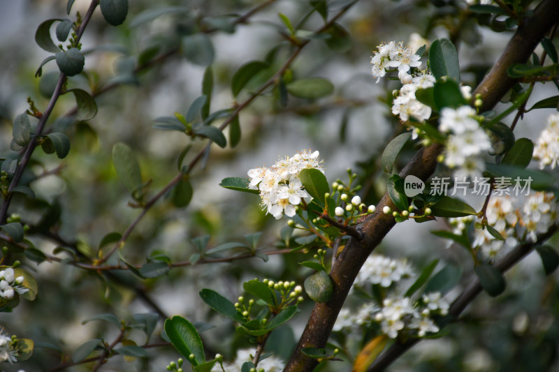 白色花卉绿植特写