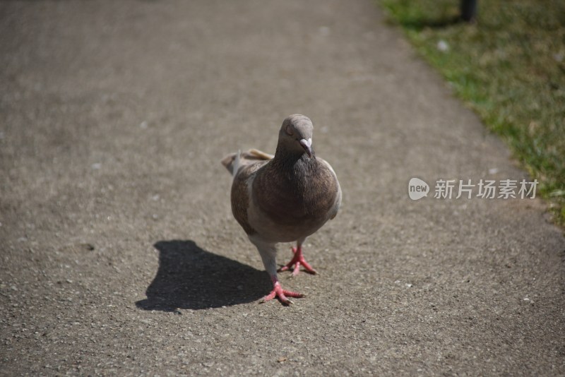 鸽子走在小路上的自然景象