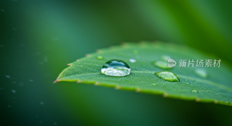 绿叶上的晶莹水珠