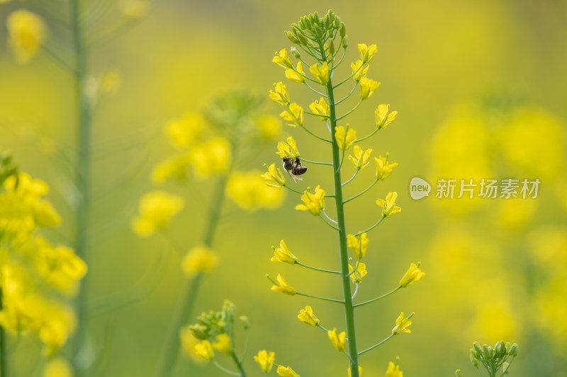 春天油菜花和蜜蜂