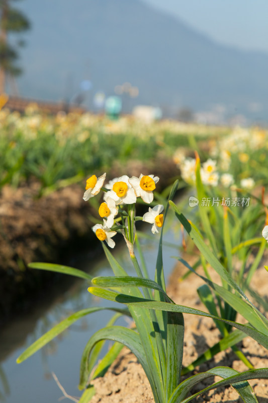 漳州水仙花种植基地里的水仙花特写