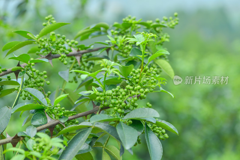 青花椒种植基地