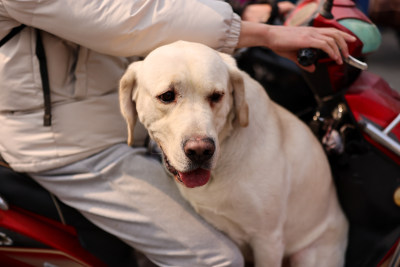 会坐电瓶车的拉布拉多寻回犬