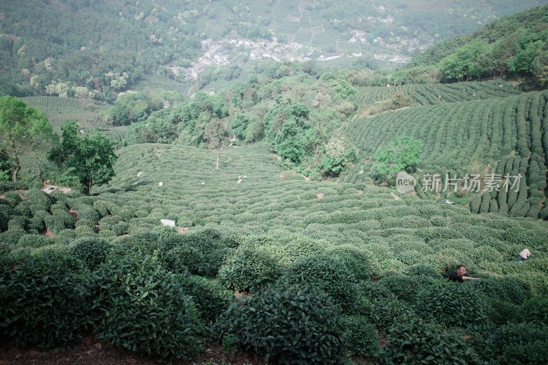 山坡上的大片茶园景观