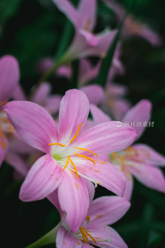 水仙花特写镜头