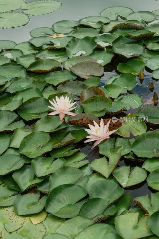 北京国家植物园睡莲