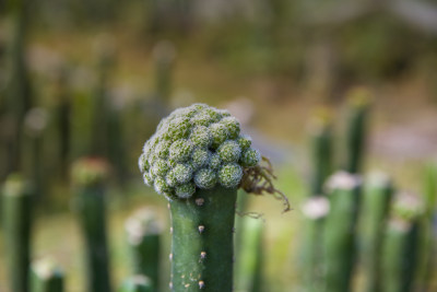 仙人球多肉植物