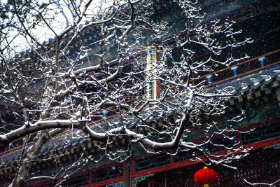 春天雪花迎春花寺庙飘雪