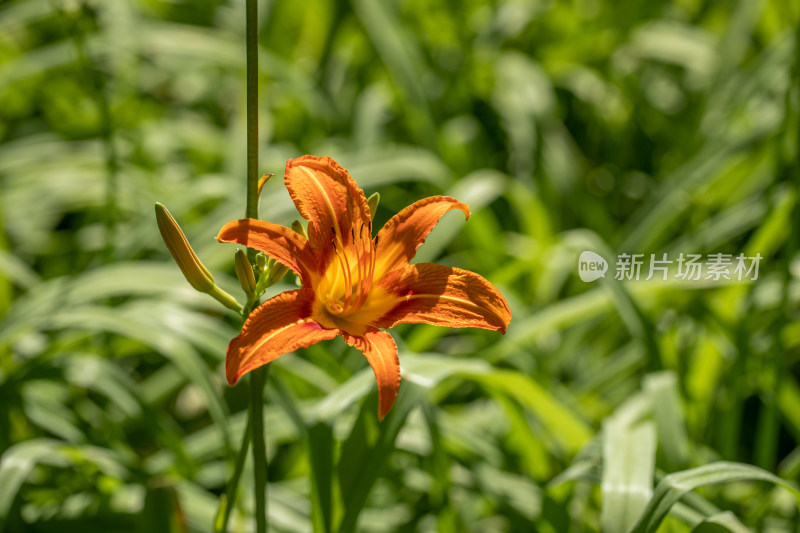 黄花菜 黄花