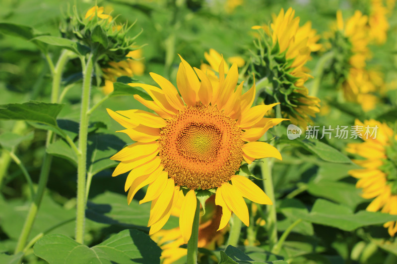 向日葵太阳花