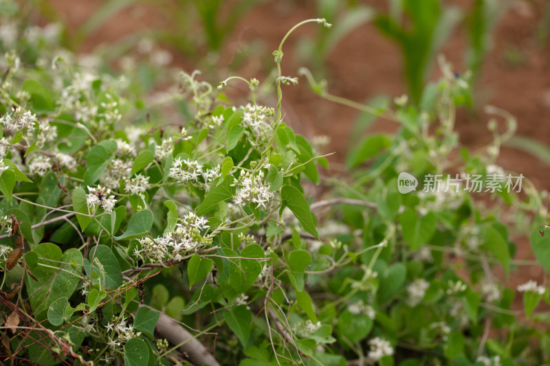 野生的鹅绒藤植物