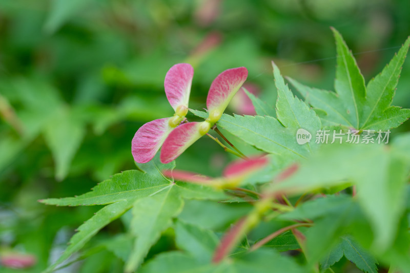 春天枫树的翅果特写