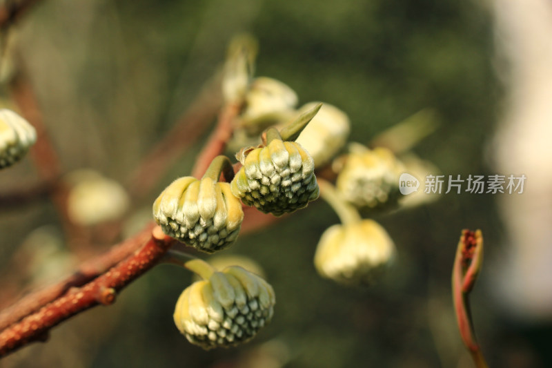 结香花花蕾实拍素材