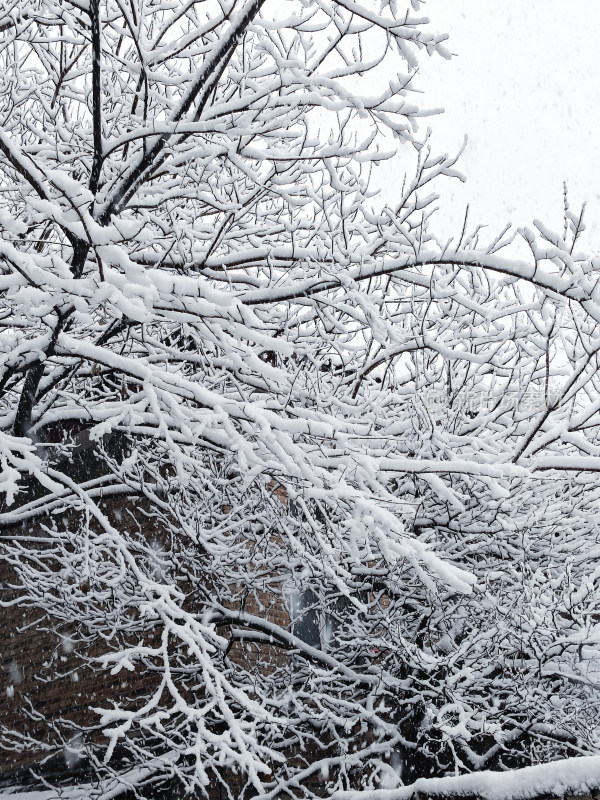 暴雪天银装素裹的树