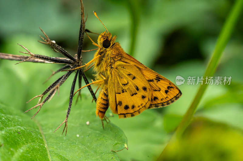 草丛中以花蜜为食的昆虫