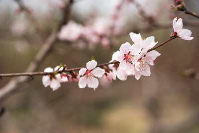 公园里的野桃花特写