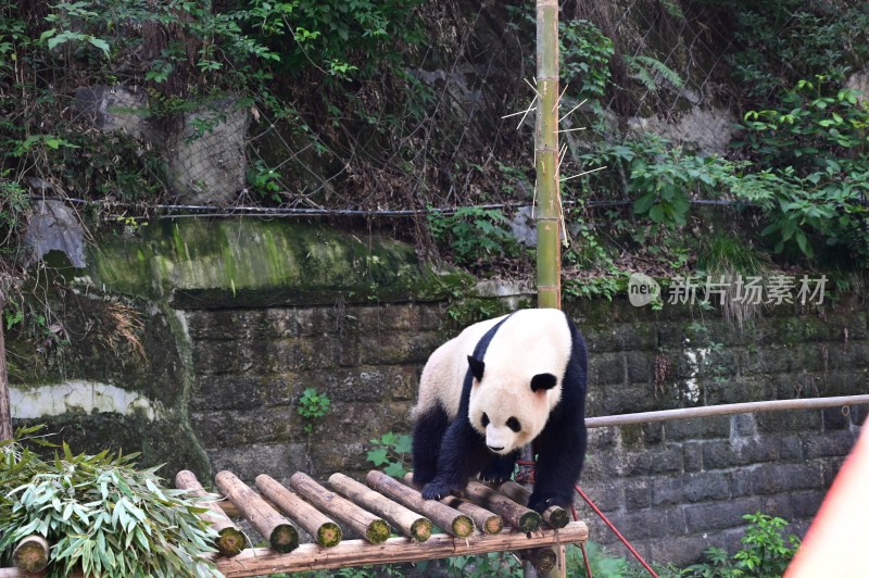 大熊 猫四喜丸子