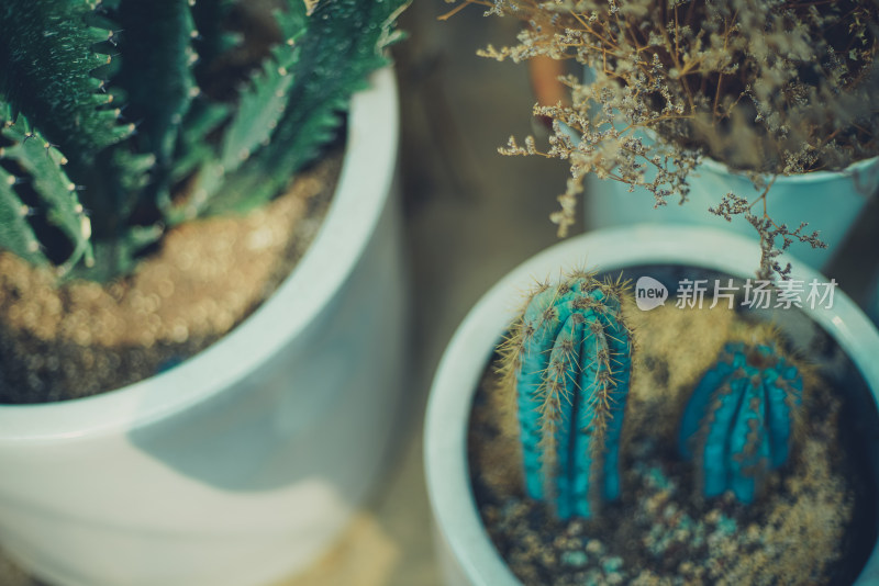 多肉植物盆栽盆景绿色植物