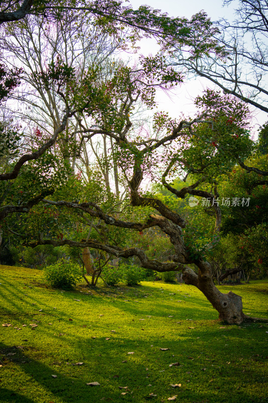 西双版纳中科植物园里的园林树木景观
