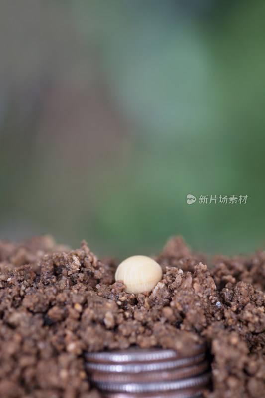 土壤里埋藏着美元硬币和土壤上的豆种