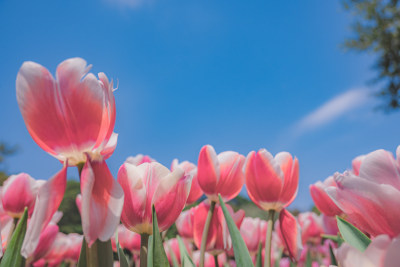 蓝天映衬下的多彩郁金香花海