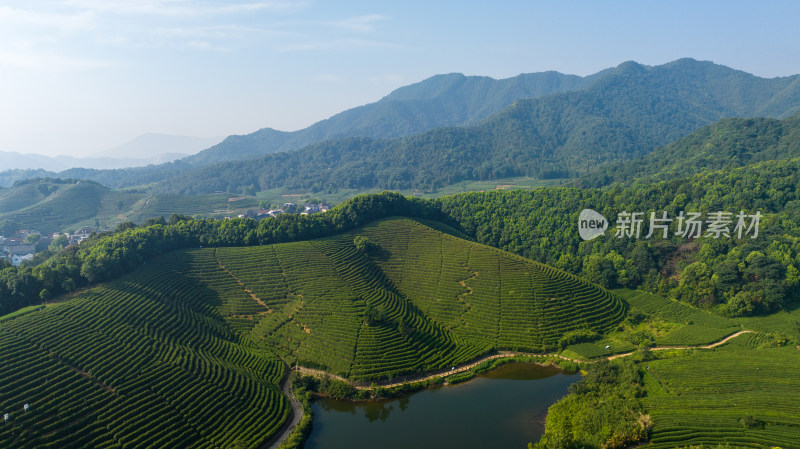 航拍杭州龙坞茶园 茶山 茶田