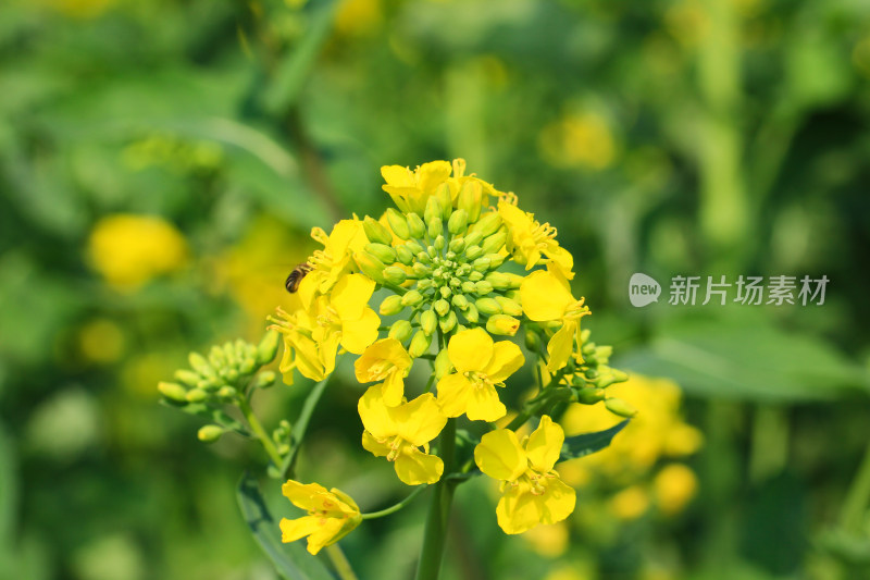 金灿灿的油菜花特写