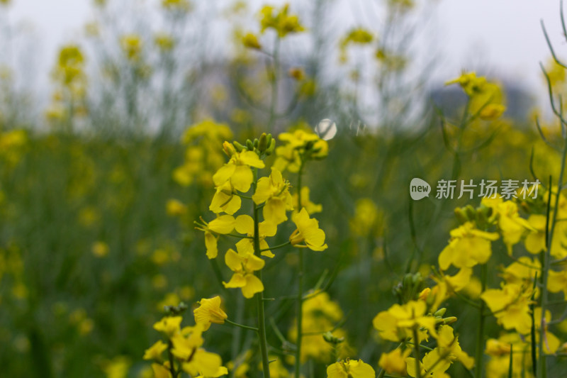 杭州萧山城市旁盛开的油菜花田