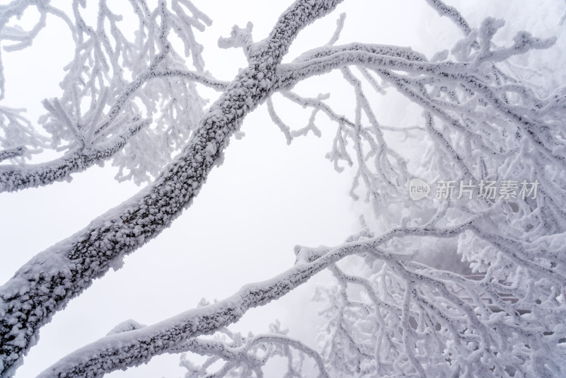 冬季大雪树木雾凇雪挂