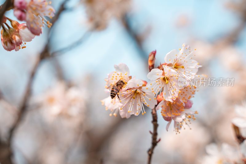 春季盛开的樱花