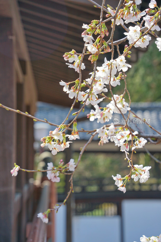 日本，川越喜多院，日式建筑与垂枝樱