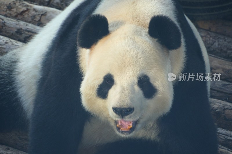 大连动物园 大熊猫飞云