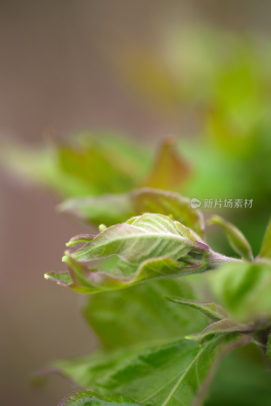 绿色植物长出的嫩芽