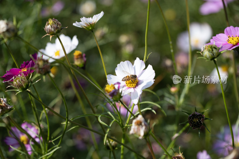 格桑花开