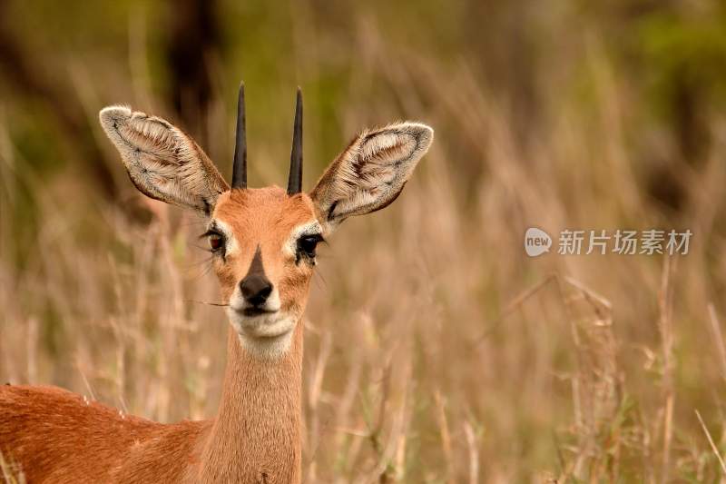 野生动物鹿