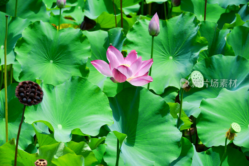 荷花荷叶池塘