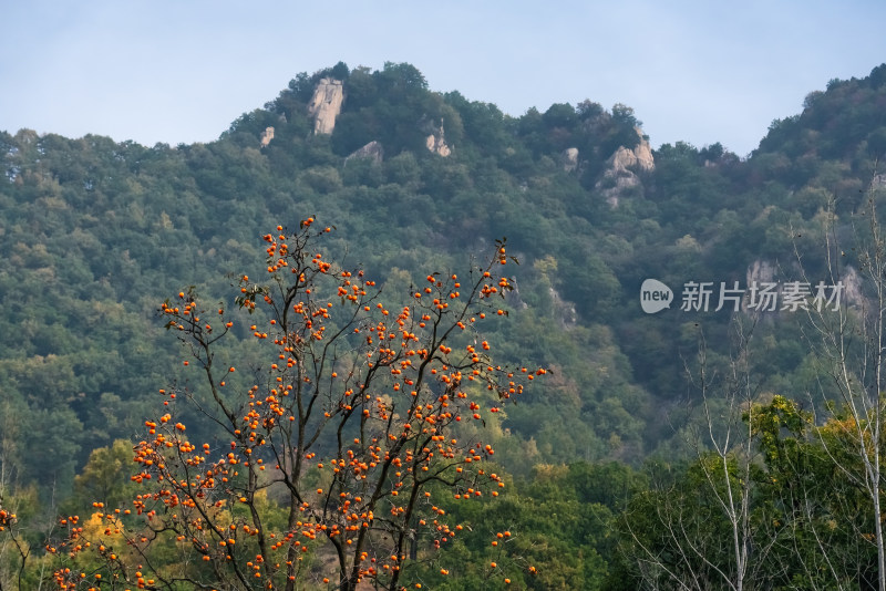 大山深处秋天的柿子树