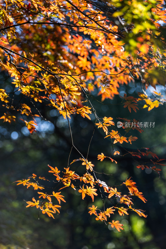 太子湾公园红枫