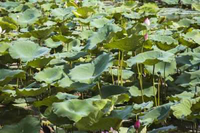 惠州丰渚园荷花池边的中式园林建筑