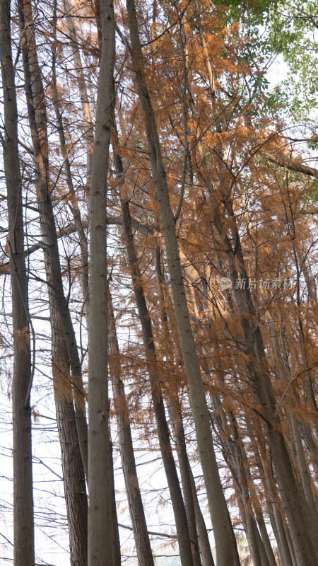 秋景红木杉树枯黄植物摄影图