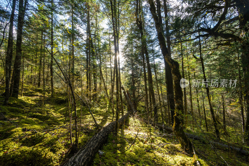 森林中阳光透过树木的低角度视图