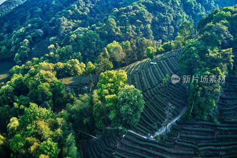 杭州九溪烟树