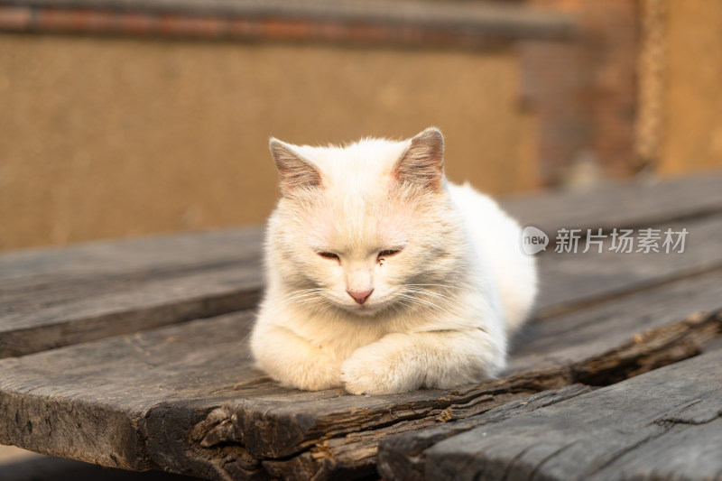 白猫趴在老旧的木桌上晒太阳