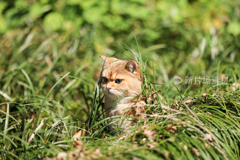 公园里的宠物猫金渐层