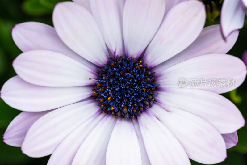 一朵盛开的蓝目菊花
