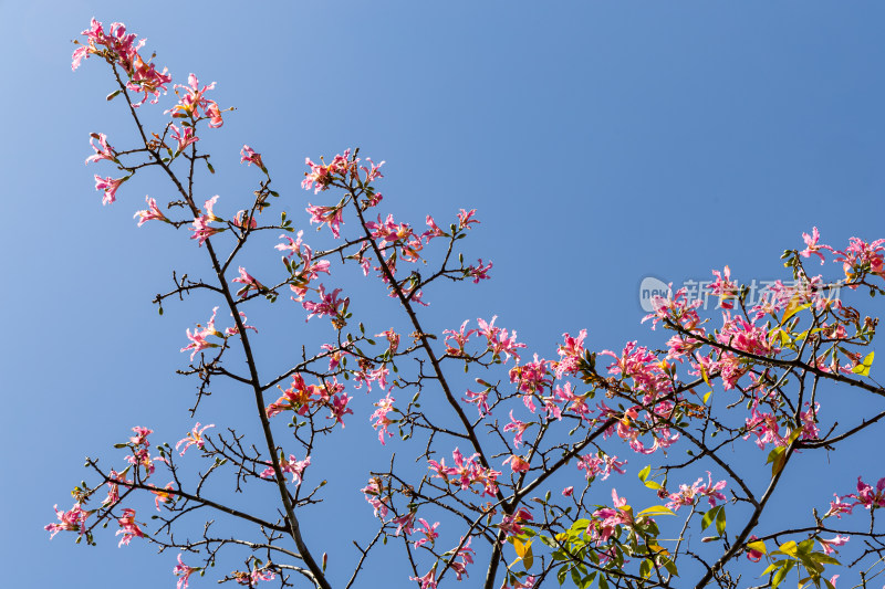 异木棉花