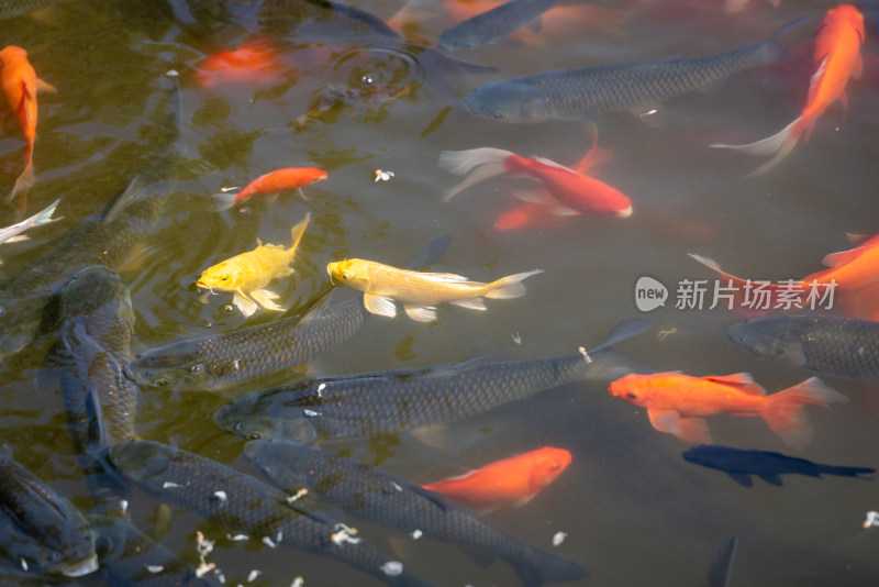 池塘中游动的锦鲤群