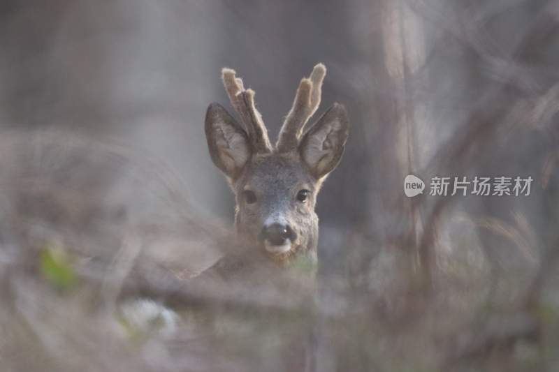 野生动物鹿