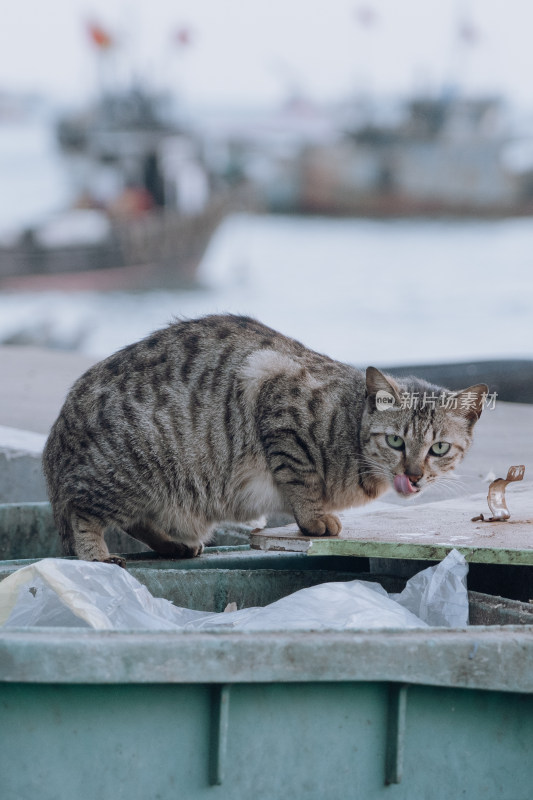 户外的一只野猫