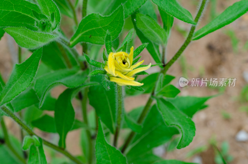 一朵还未盛开的黑心金光菊